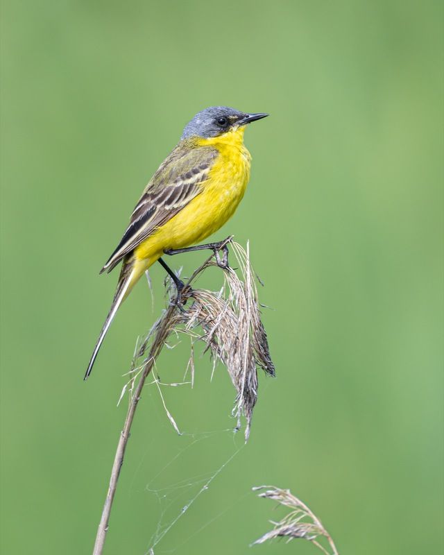 желтая трясогузка, трясогузка, птицы  фото превью