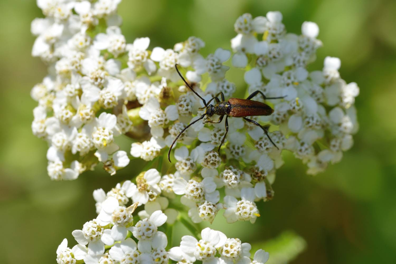 , Корнейчук Игорь