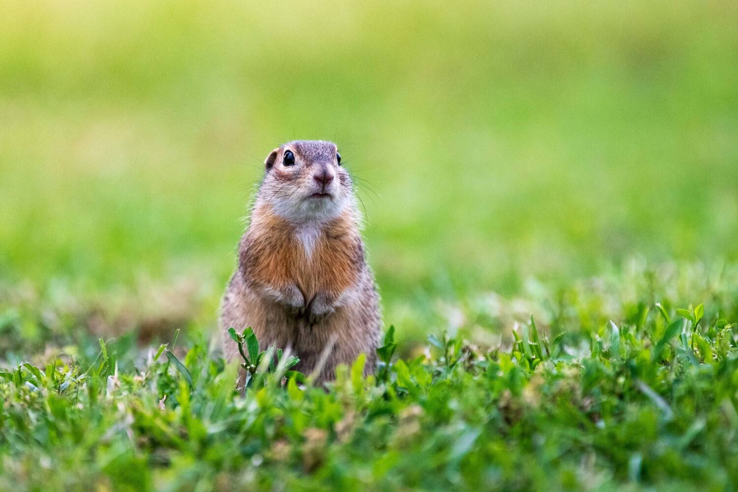 , Павел Ныриков