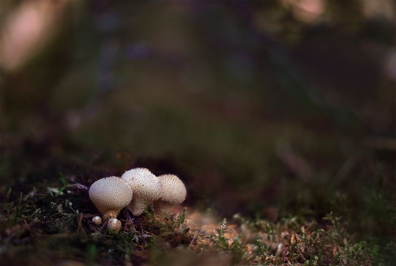 Дождевики фото превью