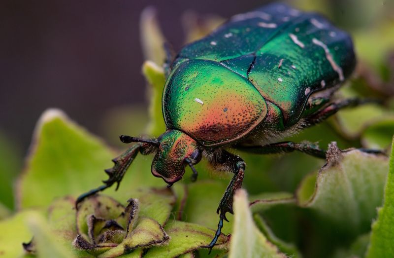 Cetonia aurata фото превью