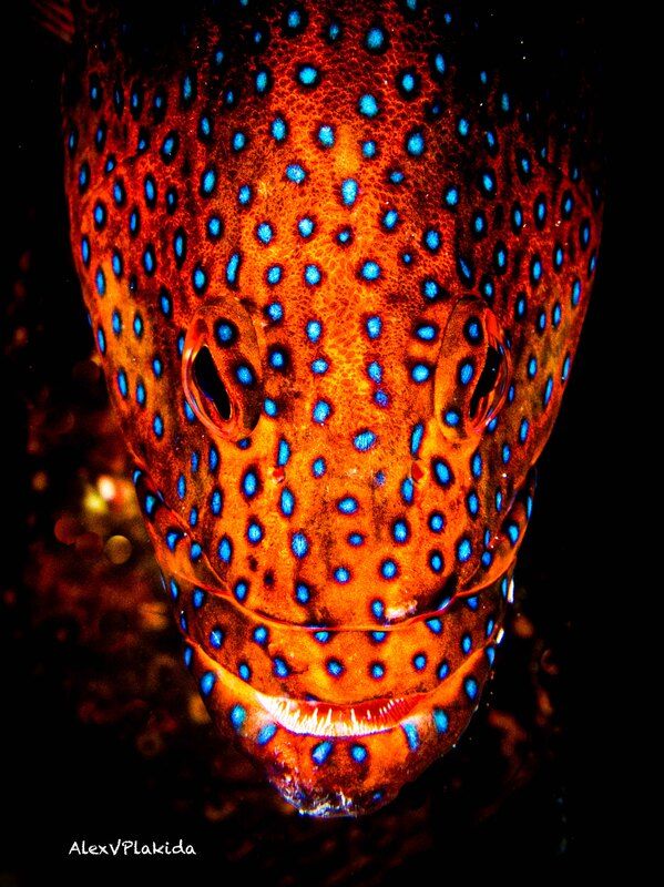 The predator фото превью