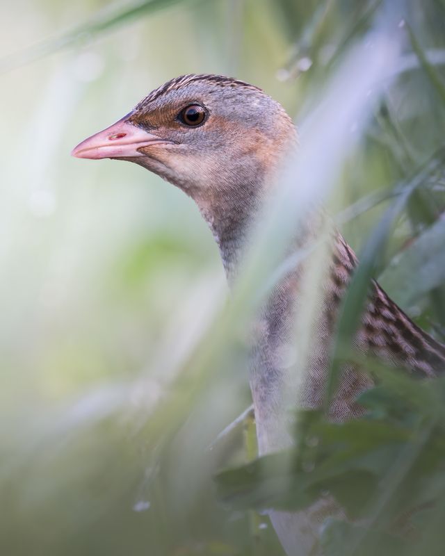 Коростель (Crex crex)  фото превью
