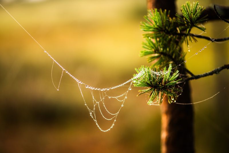 Природные бусы фото превью