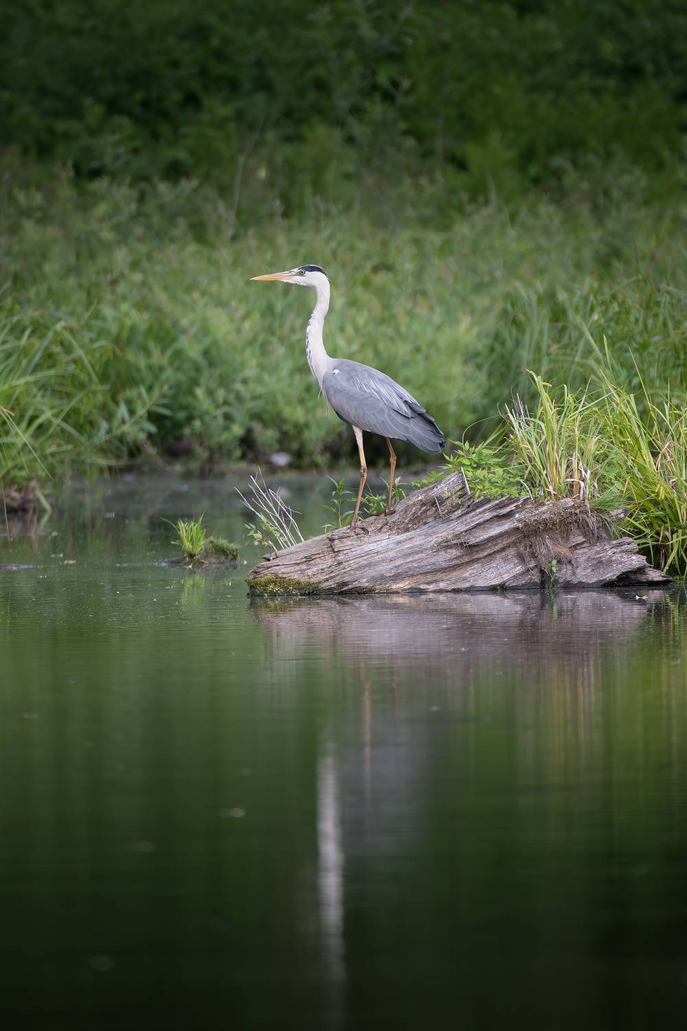, Молодкин Дмитрий