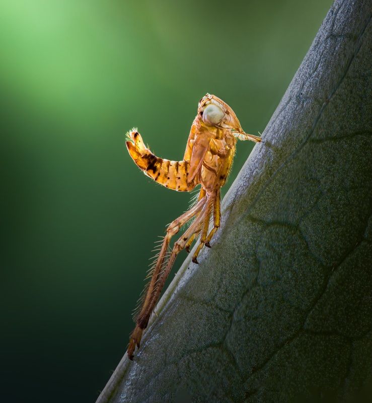 Molted