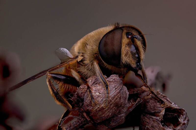 Энтомофауна фото превью