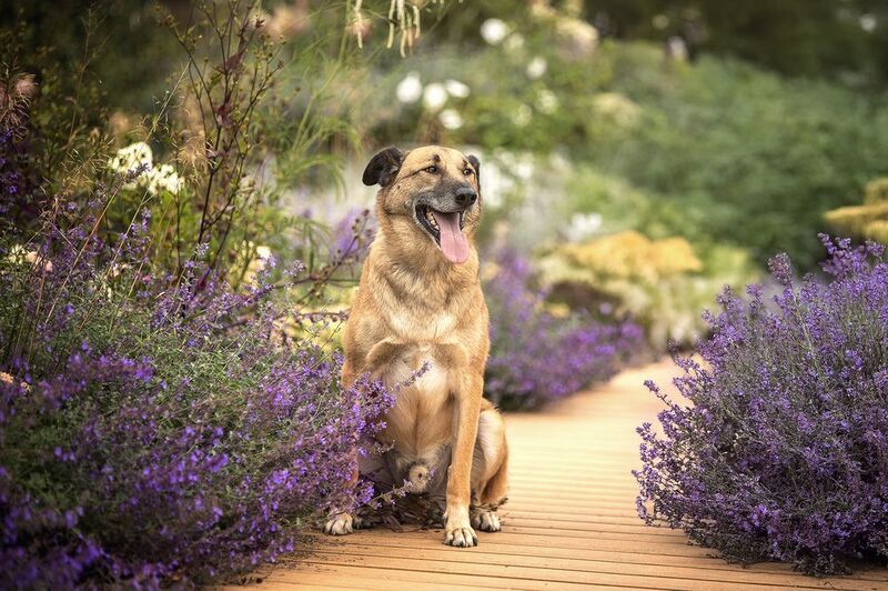 Денвер в поиске семьи и дома фото превью