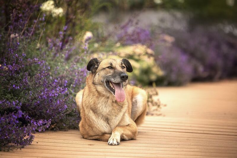Денвер в поиске семьи и дома фото превью