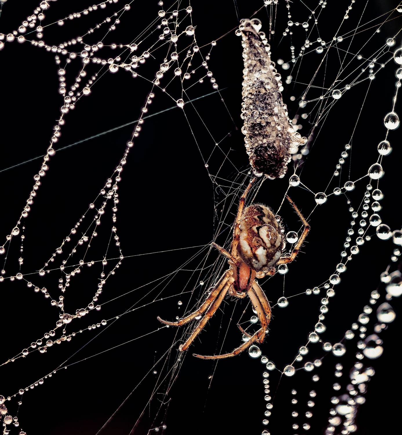 , Лапшина Владлена