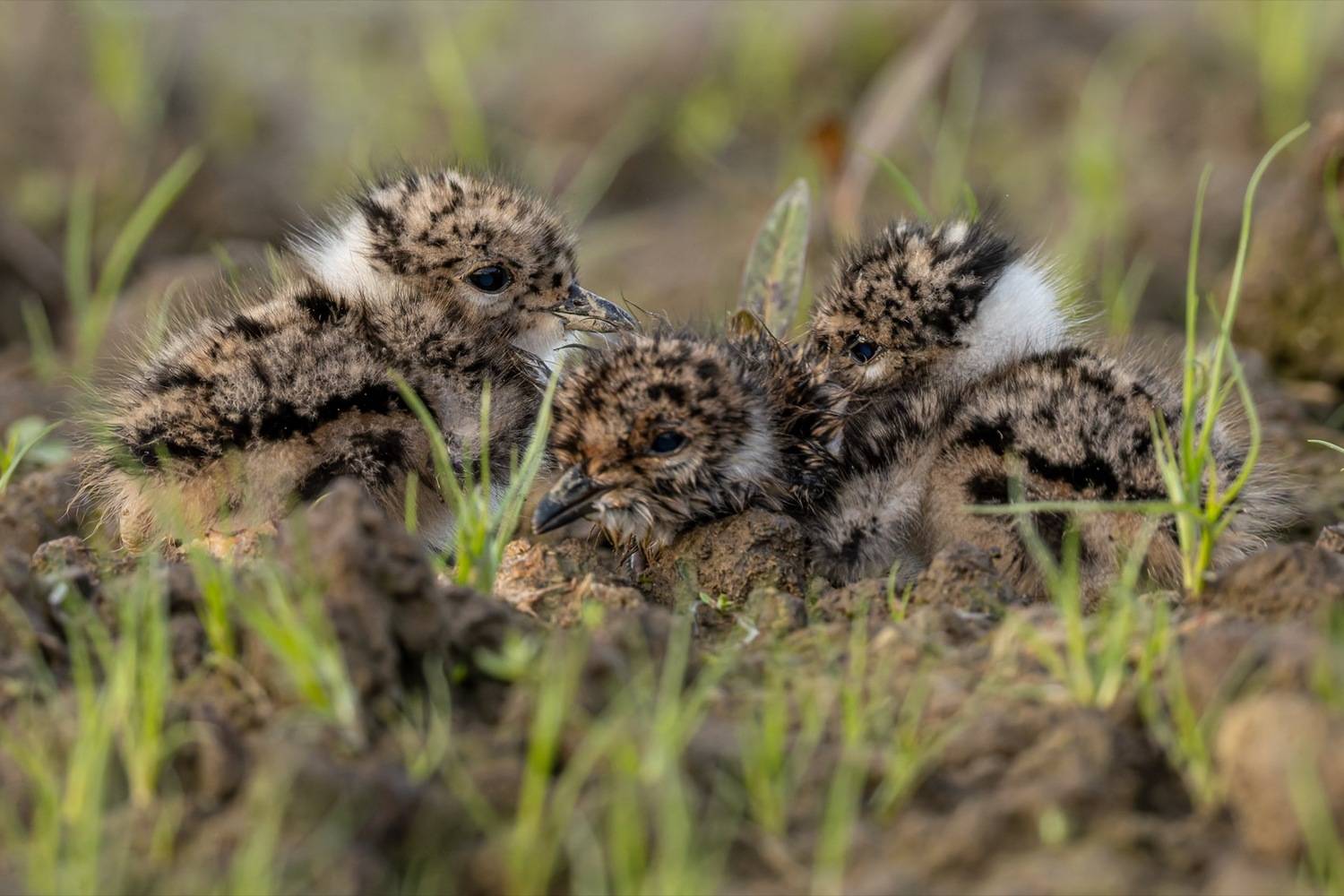 чибис, птенец, чибисята, чибисенок, птицы, Руслан Pl