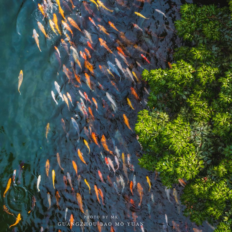 Lychees and Koi Carp in Bao Mo Garden фото превью