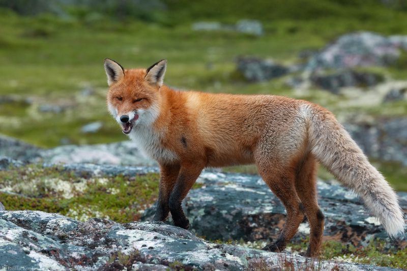 Лиса Лиса фото превью