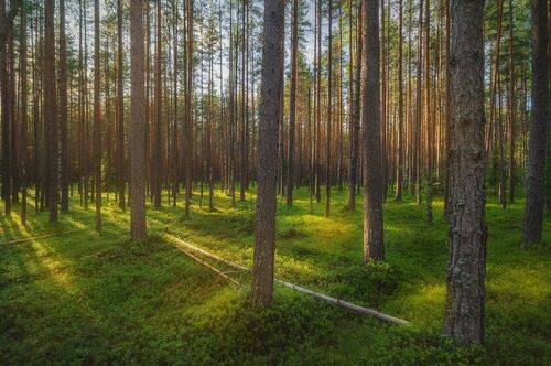 Свет и сосны
