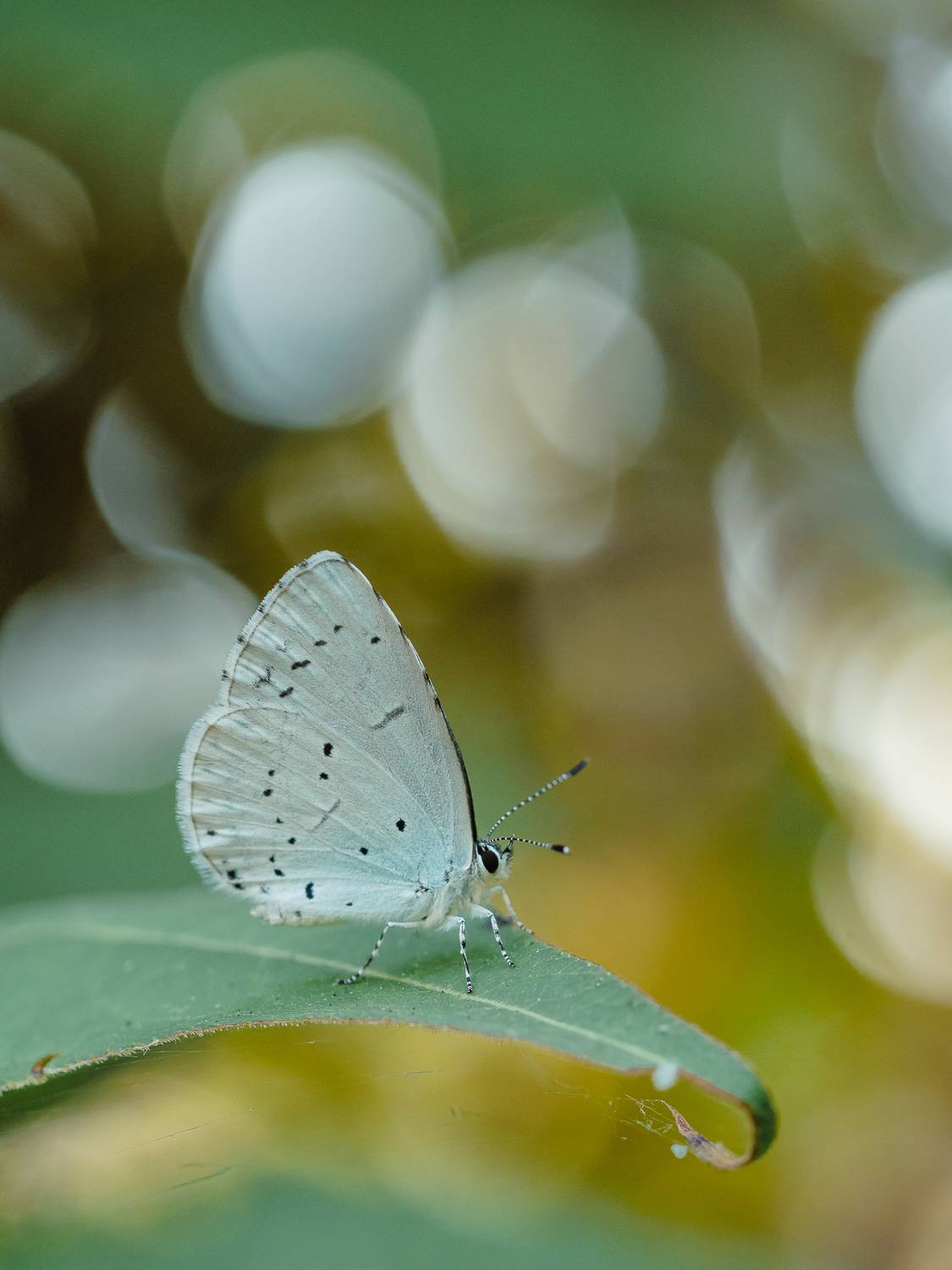 , Ирина Протченко