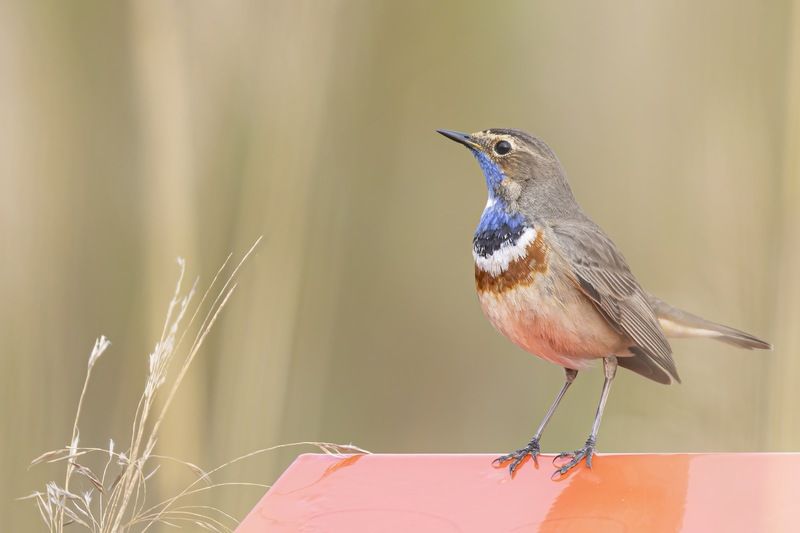 варакушка, птицы Варакушка фото превью