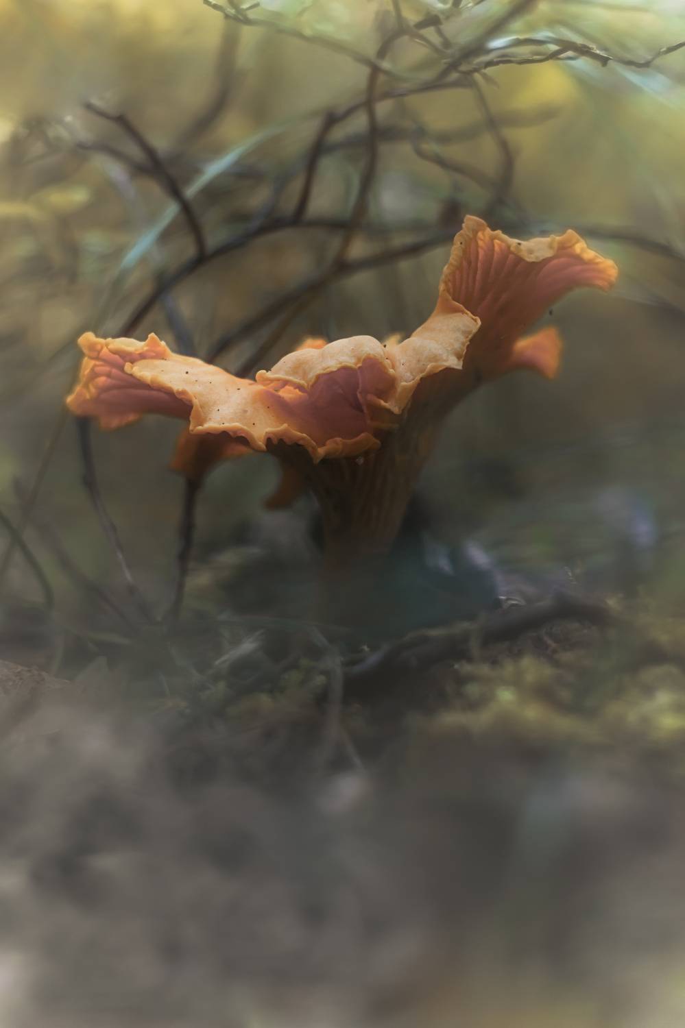 макро, мануальная оптика, боке, гелиос, гелиос40_2, природа, грибы, лес, Обидина Мария