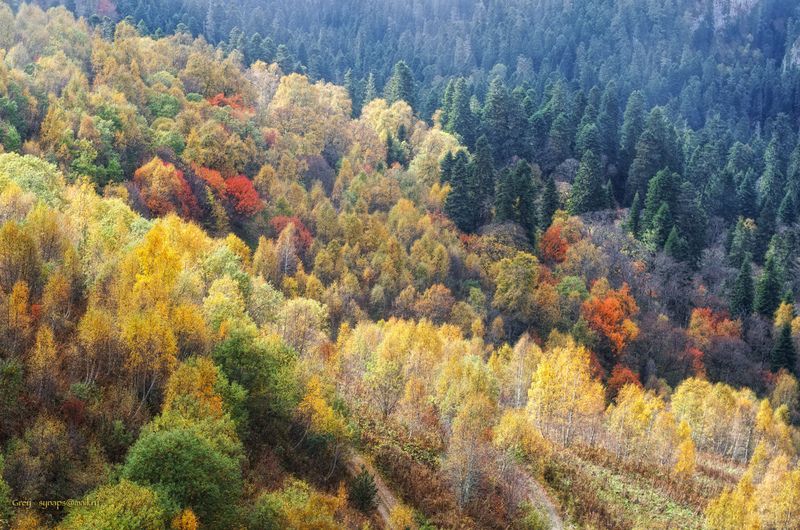 осень горы лес Осень на Малых Бамбаках фото превью