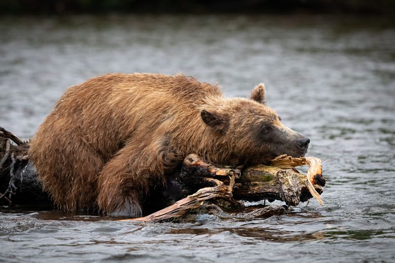 медведь, зверь, хищник, Камчатка, озеро О чем мечтают медведи? фото превью