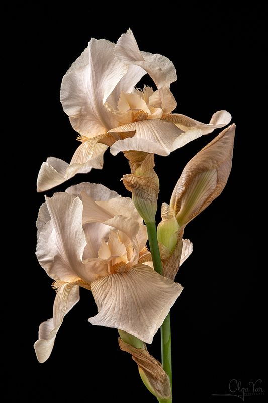 ирис, цветок, цветы, флора Ирисы фото превью