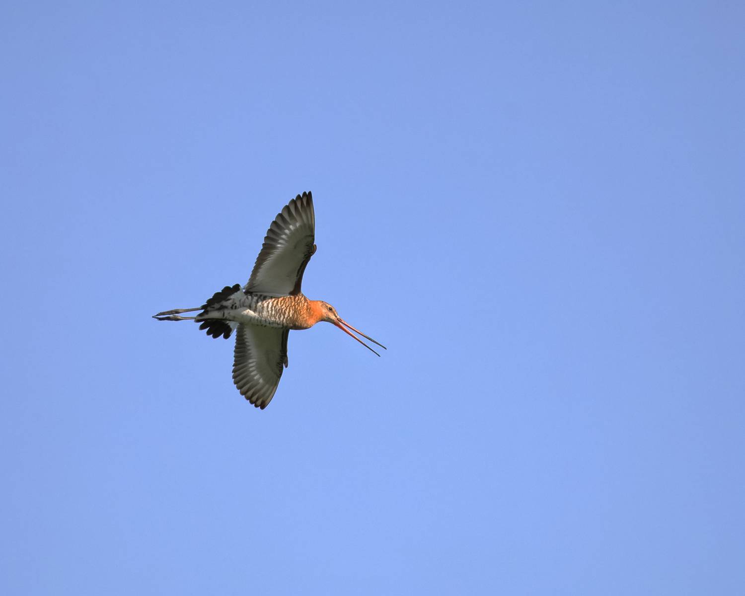 птицы, фотоохота, природа, Александр Титов