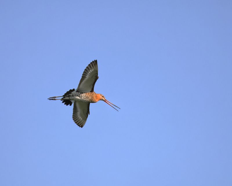 Большой веретенник фото превью
