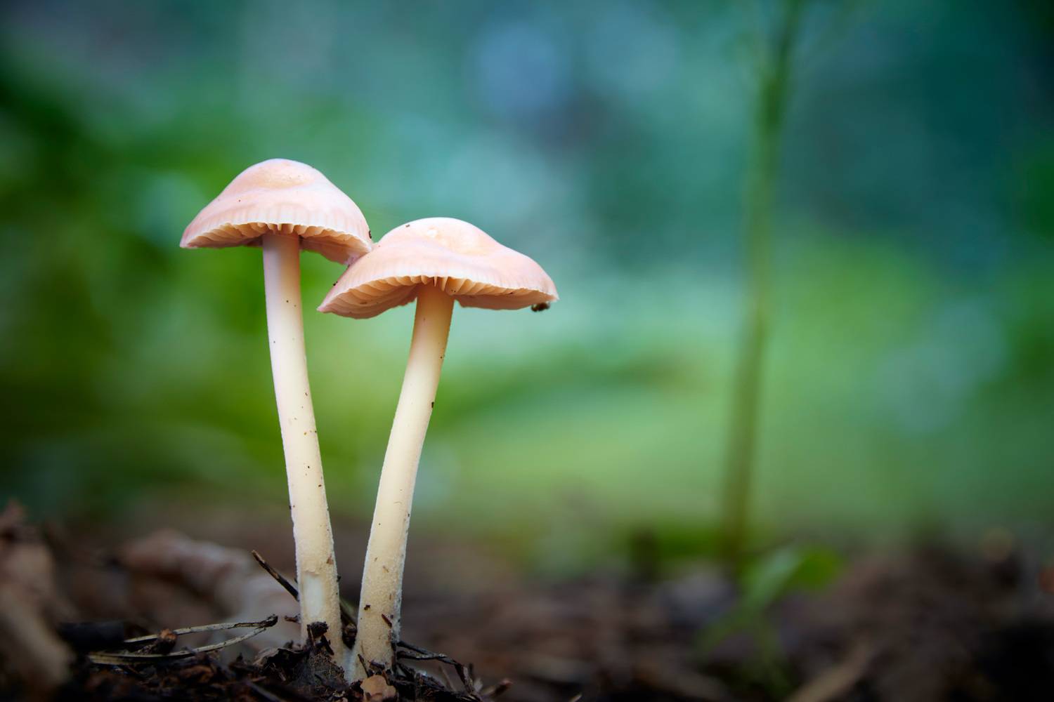 грибы, Валерий Вождаев