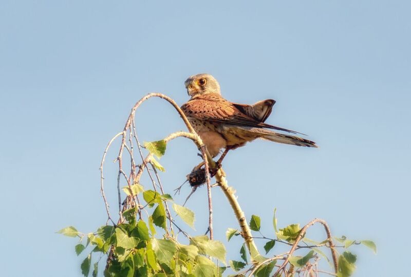 пустельга, самка, самец, добыча, Пустельга (4 ФОТО) фото превью
