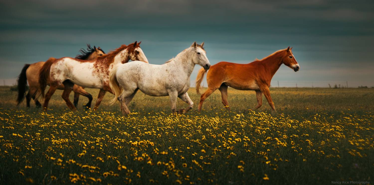 texas, horse, horses, outdoors, nature, usa, plains, flowers, storm, clouds, wildflowers, Nancy Rice