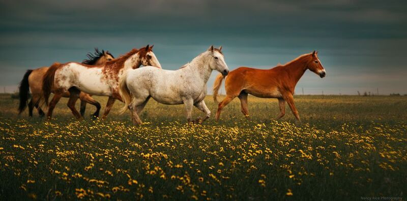 texas, horse, horses, outdoors, nature, usa, plains, flowers, storm, clouds, wildflowers Four hooved friends (Четыре копытных друга) фото превью