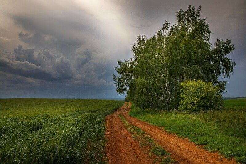 abashkin sergey, абашкин сергей, природа, forest, nature, пейзаж, майморы, береза,  кужутки, дальнее константиново, дорога, гроза,горы, россия, облака,  нижегородчина, нижний новгород, Перед грозой фото превью