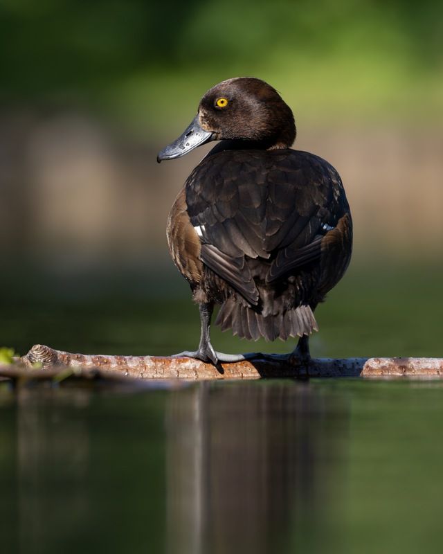 нырок, хохлатая чернеть, утка, птицы  фото превью