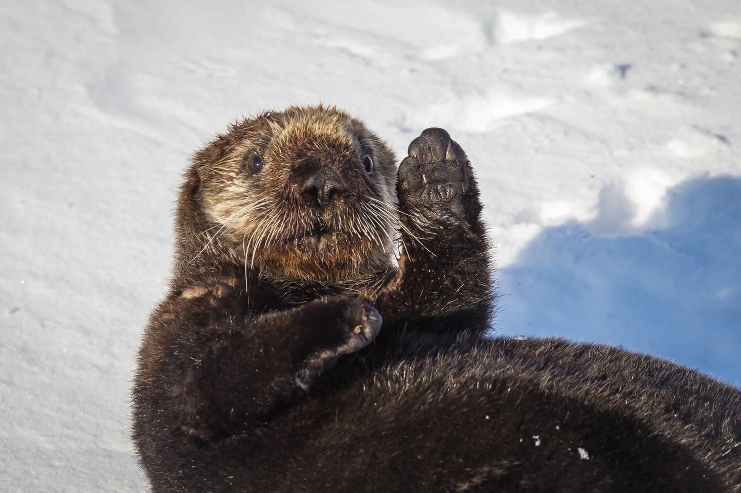 калан; морская выдра; enhydra lutris; калаха; морской бобр; остров беринга, Уткин Дмитрий
