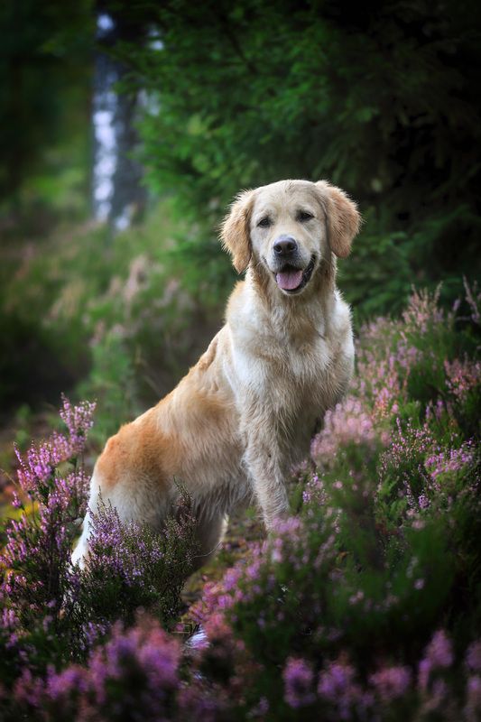 ..... фото превью