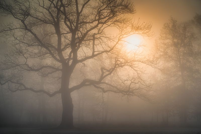 утро., осень., прага., чехия., туман., солнце., деревья., природа., пейзаж., путешествия., небо., рассвет. Туманный Рассвет фото превью