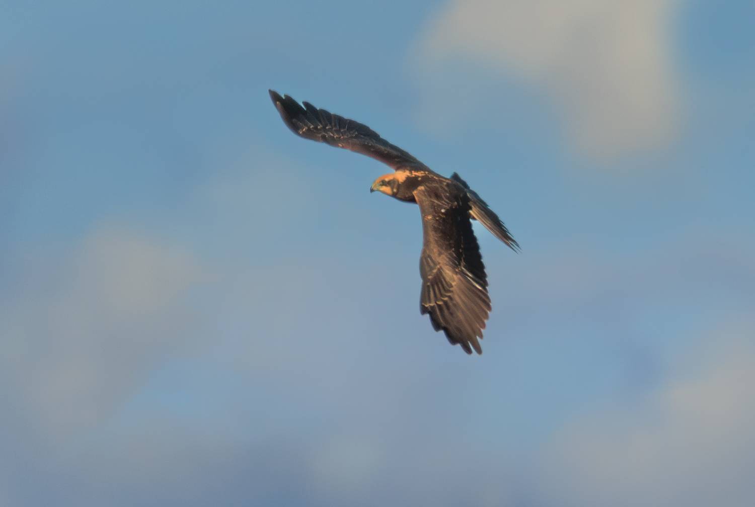 птица лунь крыло полет небо хищник, Светлана Холодняк