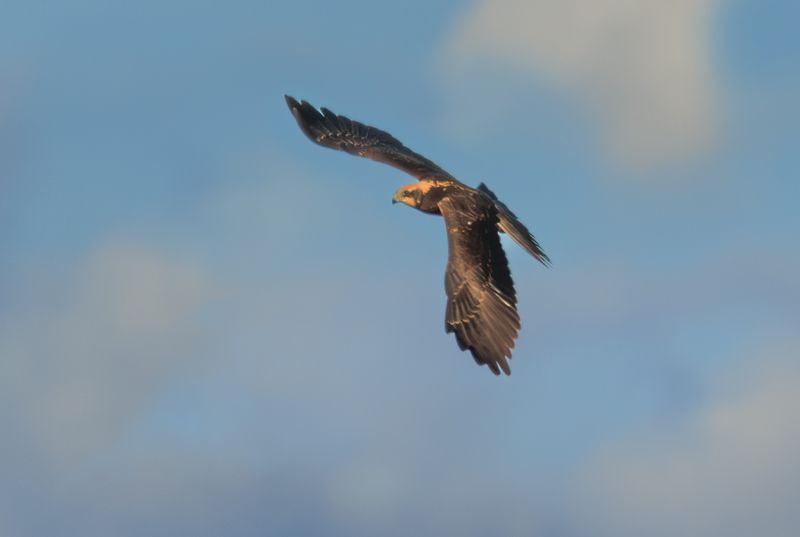 птица лунь крыло полет небо хищник Золотой лунь фото превью