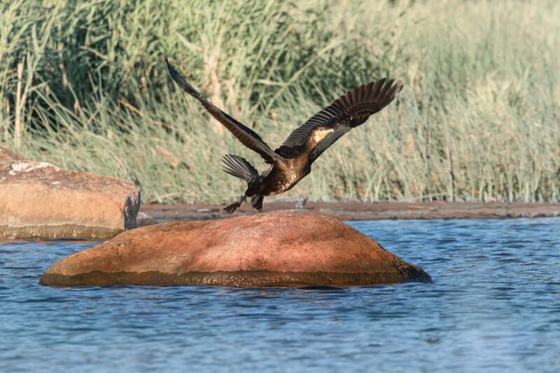 птица баклан взлет крыло камень вода озеро Стремление фото превью