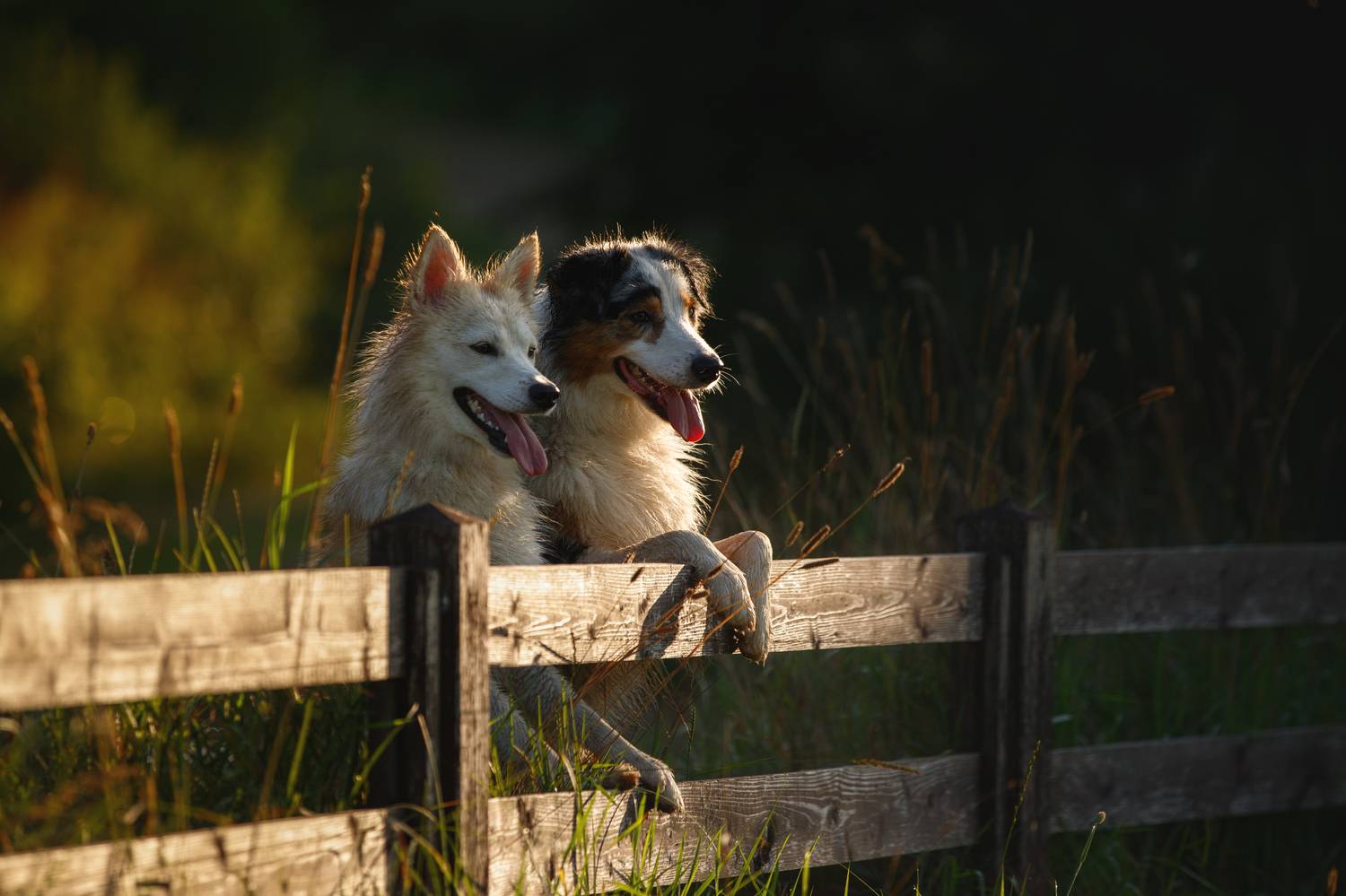 , Шерскова Мария