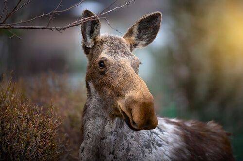 Canadian Moose