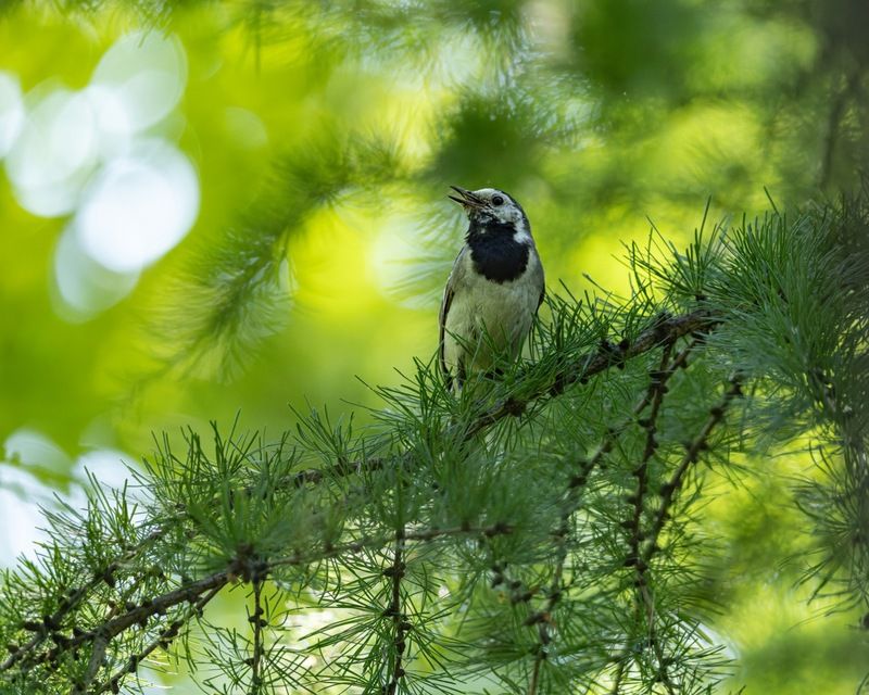 белая трясогузка, трясогузка, птицы Белая трясогузка фото превью