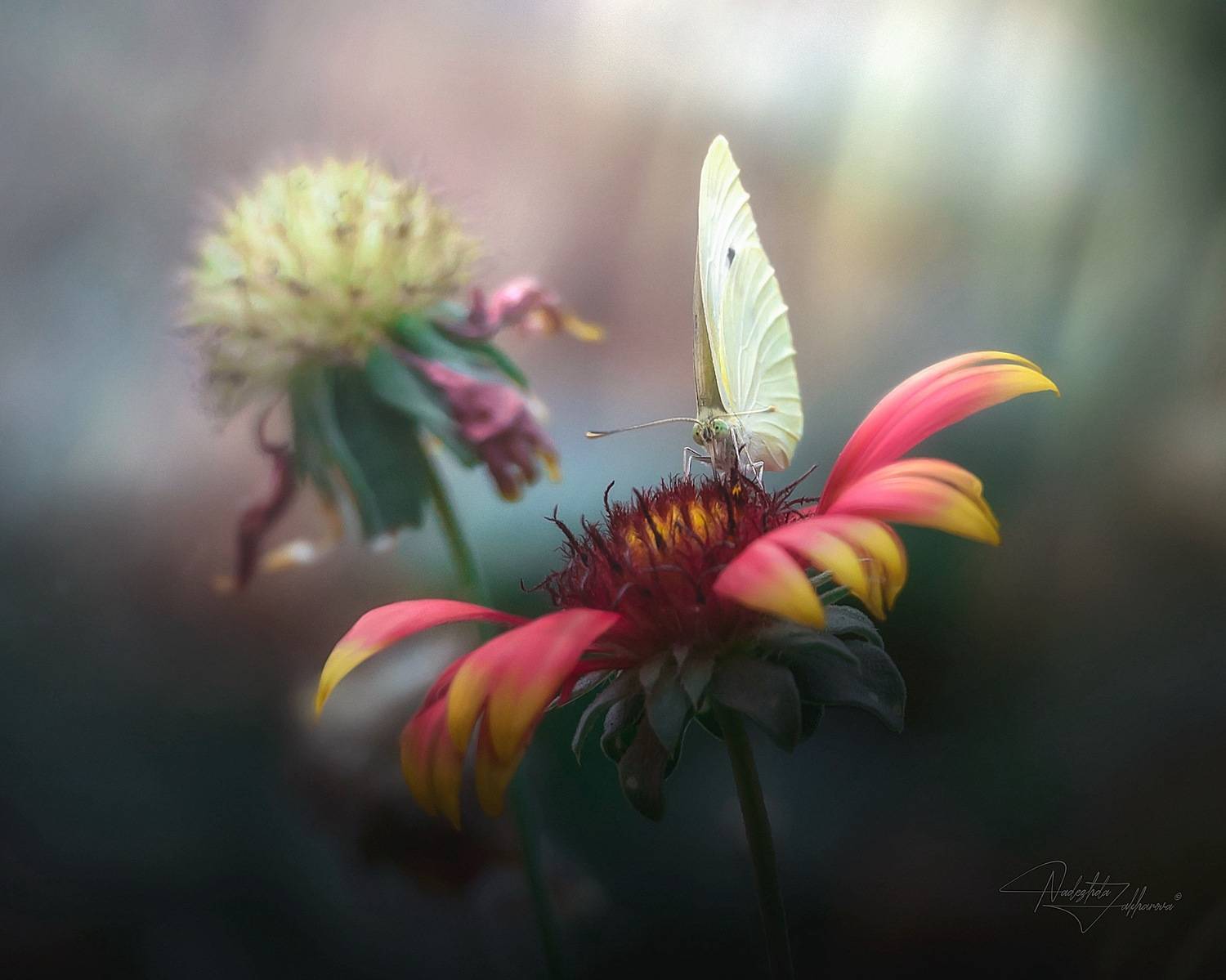 , Захарова Надежда