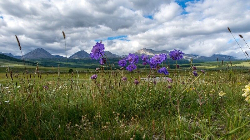 Луга Монголии фото превью