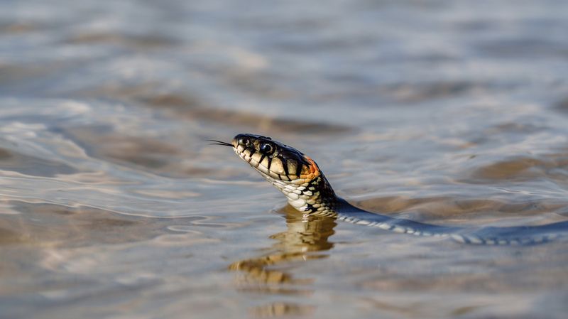 Уж фото превью