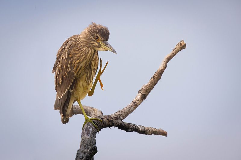 Кваква фото превью