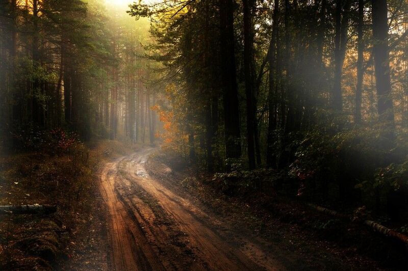 abashkin sergey, абашкин сергей, природа, forest, nature, пейзаж,туман, лес, россия, бор, ппк, память парижской коммуны Лесная дорога фото превью