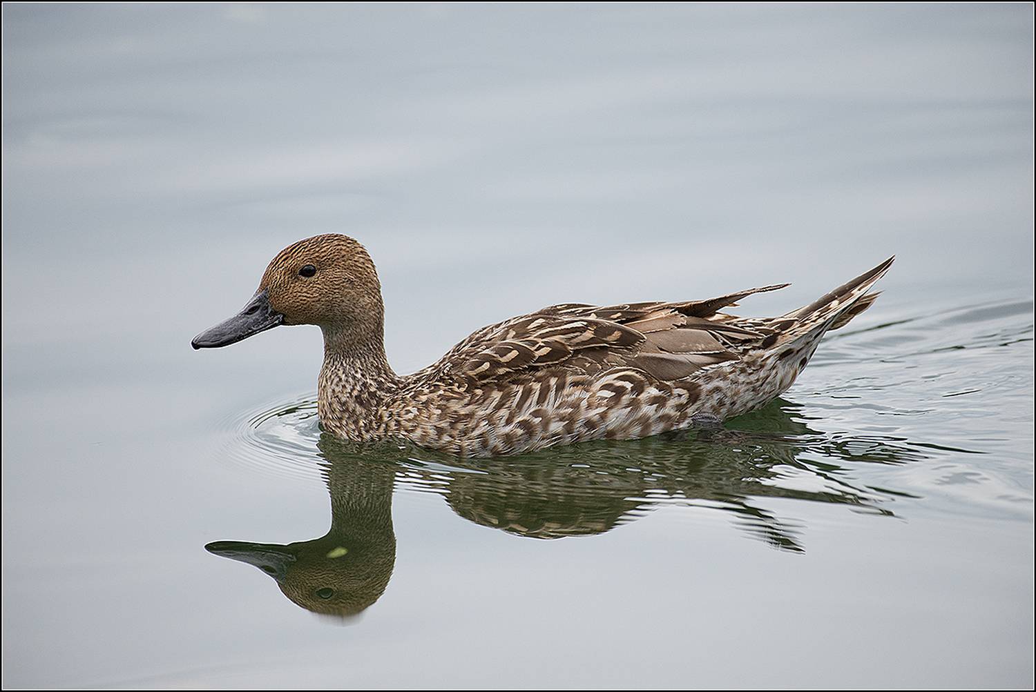 москва, парк, пруд, шилохвость, утка, АНАТОЛИЙ ДОВЫДЕНКО