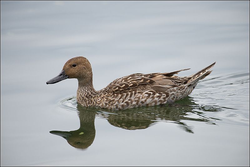 москва, парк, пруд, шилохвость, утка ***** фото превью