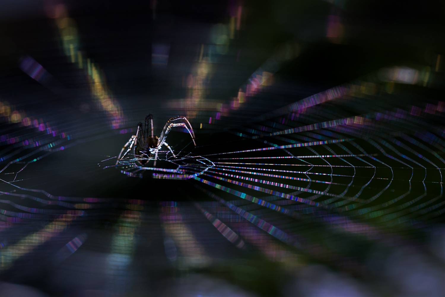 макро, паук, spider, macro, Хилько Марина