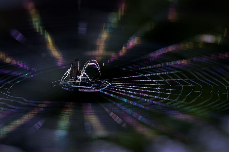 макро, паук, spider, macro Музыка света фото превью
